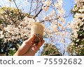 Cherry blossoms and tapioca milk tea 75592682