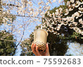 Cherry blossoms and tapioca milk tea 75592683