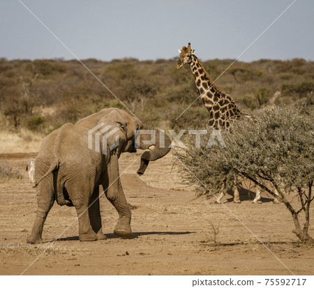 Elephant approachs a giraffe Elephant approachs a giraffe 75592717