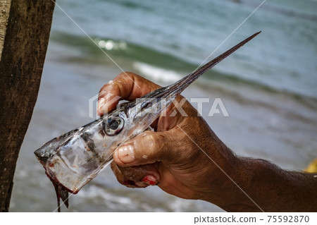 Needle-Nose Fish Head 75592870