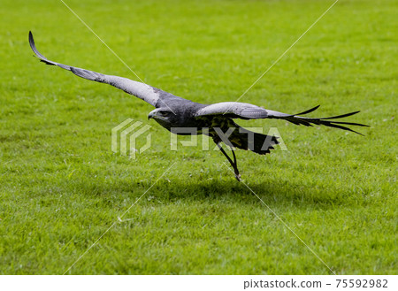 Black-Chested Buzzard-Eagle flies low over grass, approaching his prey 75592982