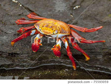 Sally Lightfoot Crab on rock Sally Lightfoot Crab on rock 75593059