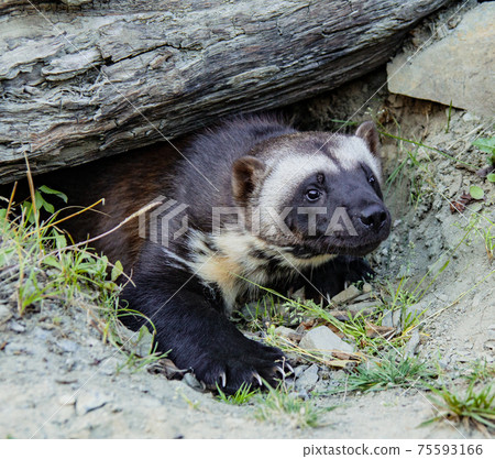 Wolverine Coming Out of Burrow Wolverine Coming Out of Burrow 75593166