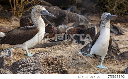 male blue footed booby dances male blue footed booby dances 75593192