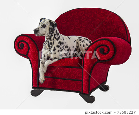 Dalmation on Red Chair Dalmation on Red Chair 75593227