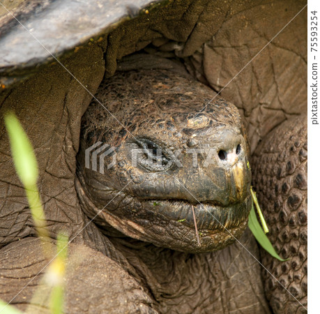 Closeup of Galapagos Tortoise on Santa Cruz Island 75593254