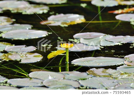 台灣萍蓬草（ Nuphar shimadae）,台灣特有種. 75593465