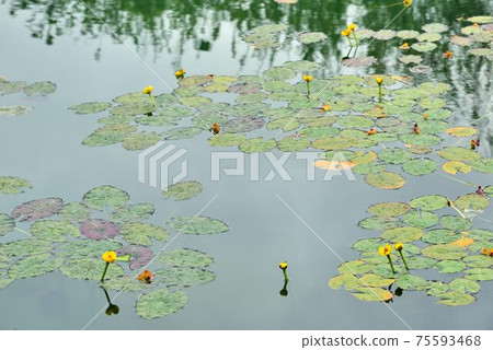 台灣萍蓬草( Nuphar shimadae),台灣特有種. 台灣萍蓬草( Nuphar shimadae),台灣特有種. 75593468