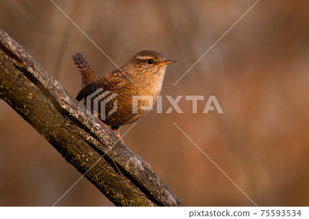 Eurasian wren sitting on branch in springtime nature 75593534