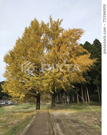 A coloring gingko tree A coloring gingko tree 75594009