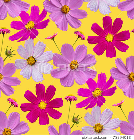 Colorful floral seamless pattern with cosmos flowers collage on yellow background Colorful floral seamless pattern with cosmos flowers collage on yellow background 75594018