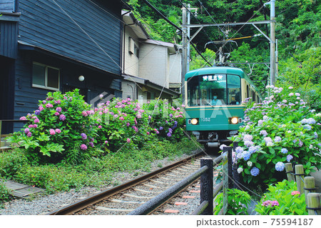[神奈川縣]初夏的鎌倉五陵神社繡球花和江之電為鐵軌的兩側增色 75594187