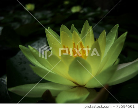 和歌山城堡哈斯 75594501