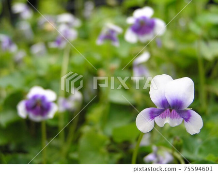 Panda violet Panda violet 75594601