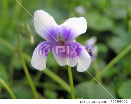 Panda violet Panda violet 75594602