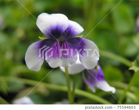 Panda violet Panda violet 75594603