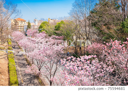 Suburban residential area with rows of cherry trees 75594681