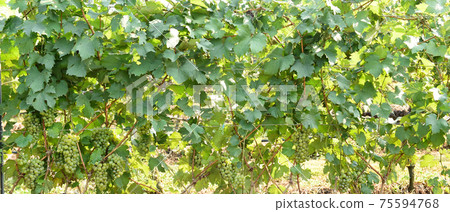 Vine and bunch Vine and bunch 75594768