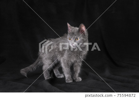 silver kitten stands on a black background silver kitten stands on a black background 75594872