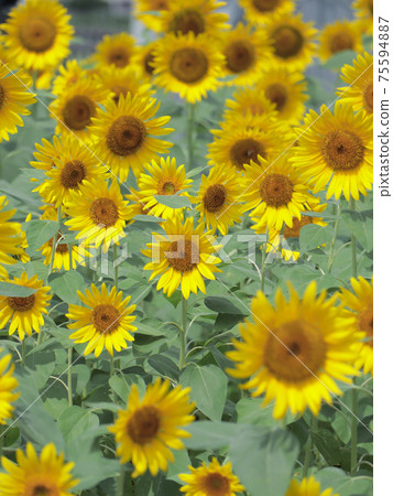 Sunflower field Hayano 75594887