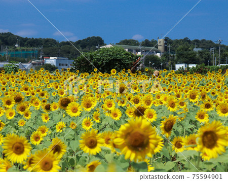 向日葵田Hay野 75594901