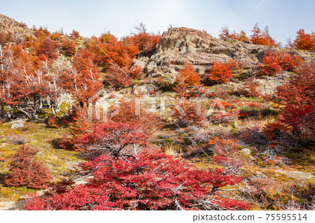 Golden forest in Patagonia 75595514