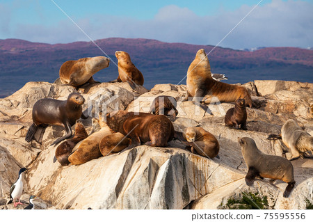 Seal Island near Ushuaia 75595556