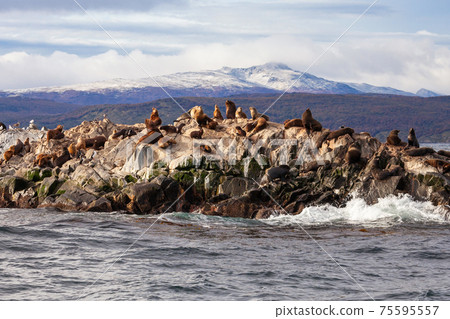 Seal Island near Ushuaia 75595557