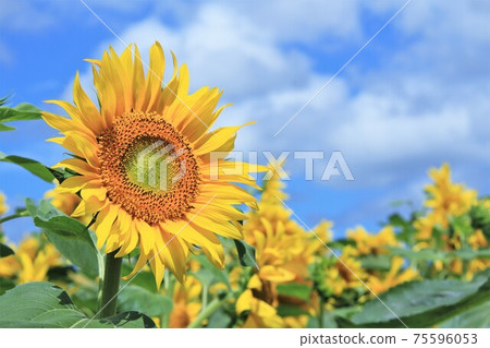 sunflower	 75596053