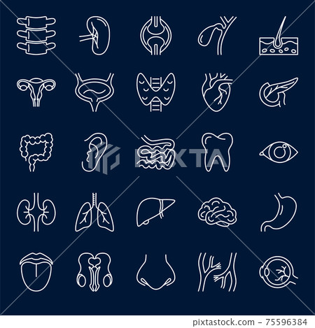 Human internal organs icon set in thin line style - Stock Illustration ...