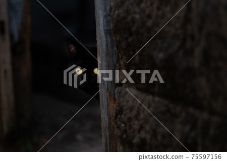 貓的眼睛在黑暗的黑貓中閃耀 75597156