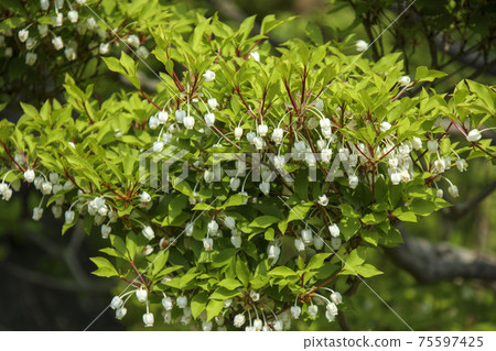 A small white flower like the bell of Enkianthus perulatus A small white flower like the bell of Enkianthus perulatus 75597425