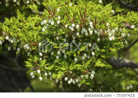 A small white flower like the bell of Enkianthus perulatus A small white flower like the bell of Enkianthus perulatus 75597428