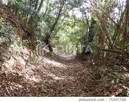 Bamboo-filled mountain road 75597788