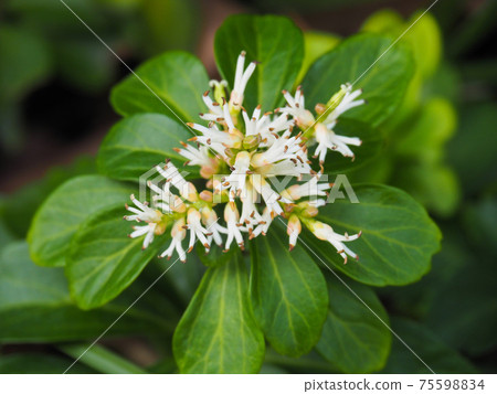 Pachysandra blooming in the flowerbed of the buildings Pachysandra blooming in the flowerbed of the buildings 75598834