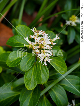 Pachysandra blooming in the flowerbed of the buildings 75598936
