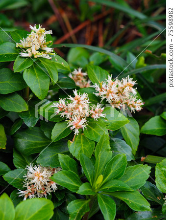 Pachysandra blooming in the flowerbed of the buildings Pachysandra blooming in the flowerbed of the buildings 75598982