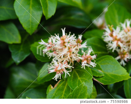 Pachysandra blooming in the flowerbed of the buildings 75598986
