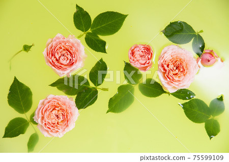 Rose buds and leaves in yellow water in bath 75599109
