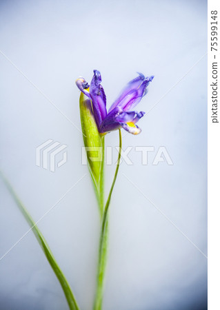 Purple iris flower in bath with white water 75599148