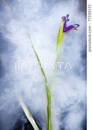 Purple iris flower in bath with white water 75599155