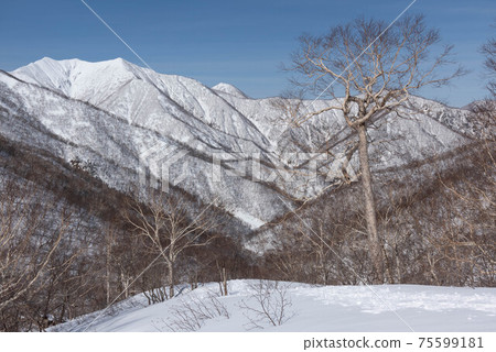 冬季日高山脈的樺木和豐臣山 冬季日高山脈的樺木和豐臣山 75599181