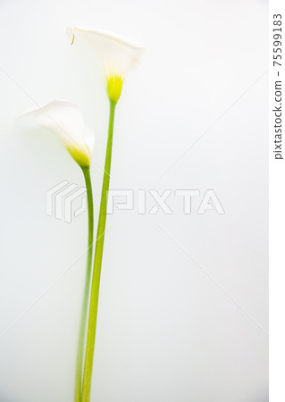 Tender calla flowers with fragile petals on white background Tender calla flowers with fragile petals on white background 75599183