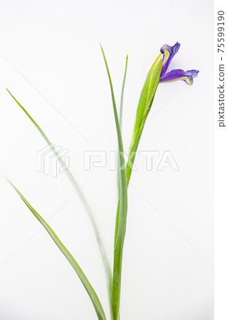 Purple iris flower in milky water in bath 75599190