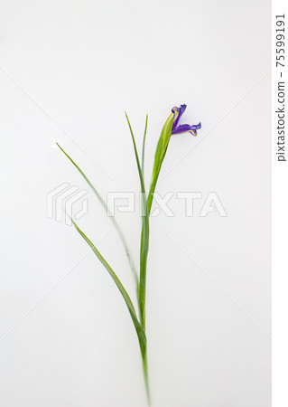 Purple iris flower in milky water in bath 75599191