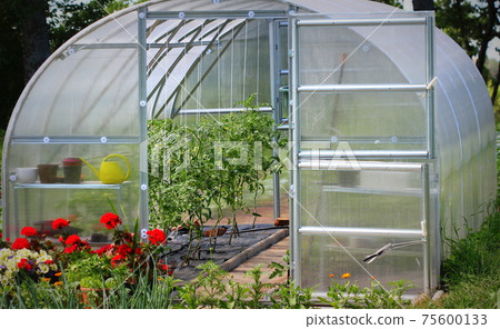 Greenhouse in back garden with open door 75600133