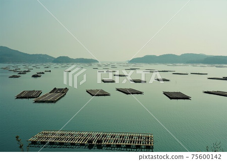 Kakiikada in the Seto Inland Sea 75600142