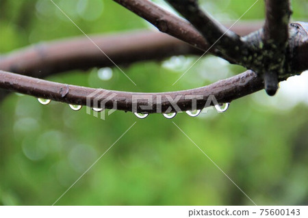 Drops on a tree branch Drops on a tree branch 75600143