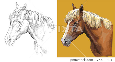 Vector illustration portrait of beauty young horse 75600204