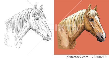 Vector illustration portrait of beauty sports horse 75600215